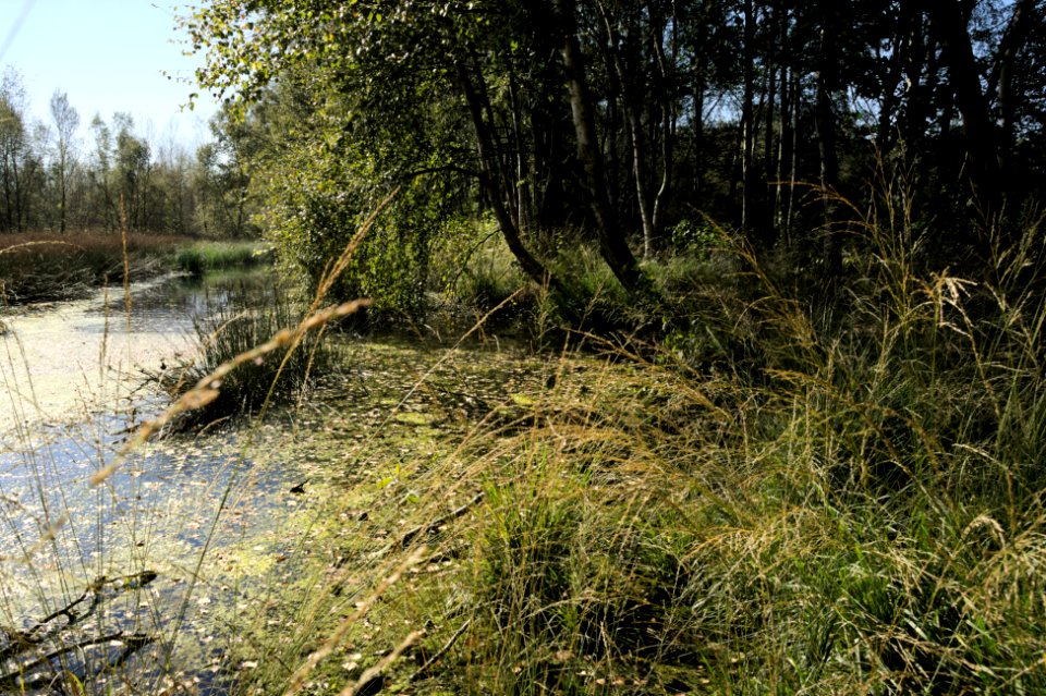 Venner Moor autumn (06)
