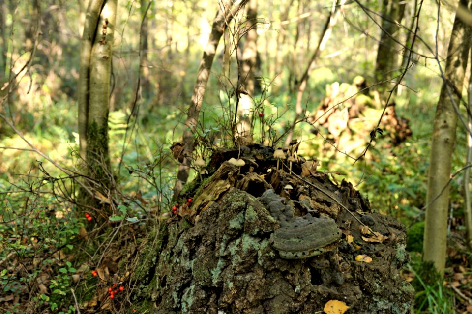 Venner Moor autumn (15)
