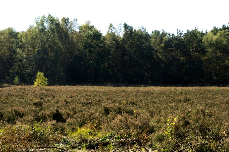 Venner Moor autumn (07)
