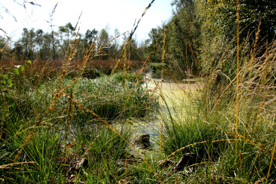 Venner Moor autumn (05)