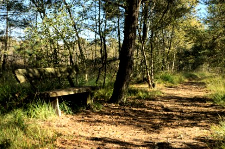 Venner Moor autumn (13)