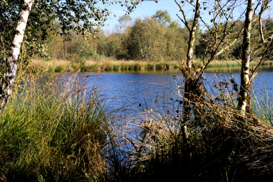 Venner Moor autumn (10)