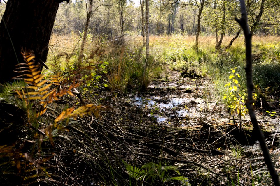 Venner Moor autumn (03)
