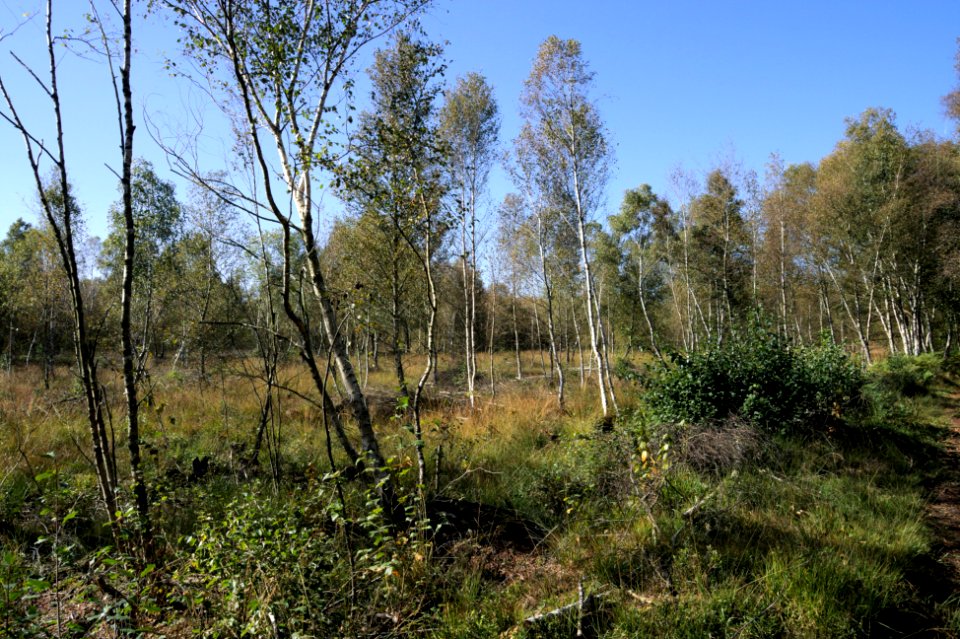 Venner Moor autumn
