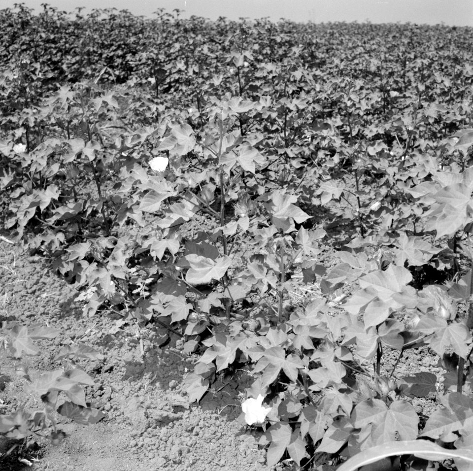 Veld met bloeiende katoenplanten, Bestanddeelnr 255-4269