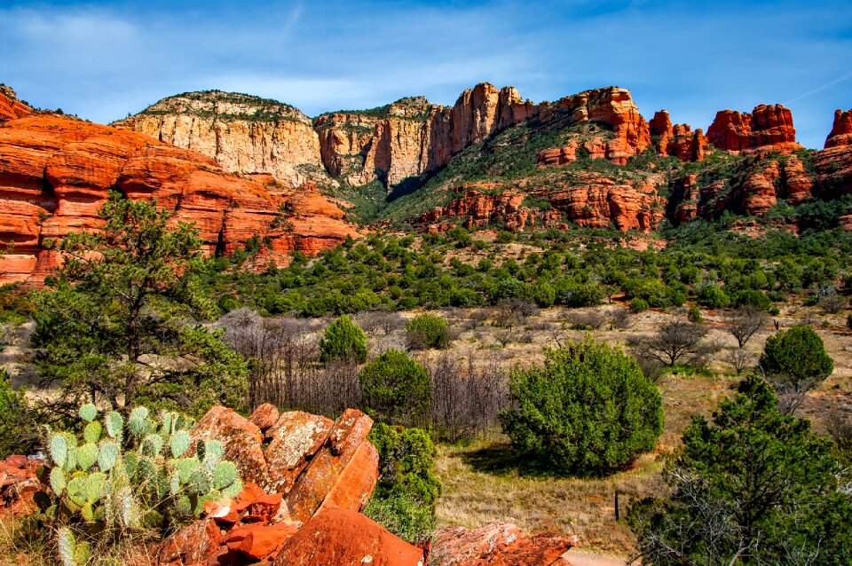 Scenic desert brush