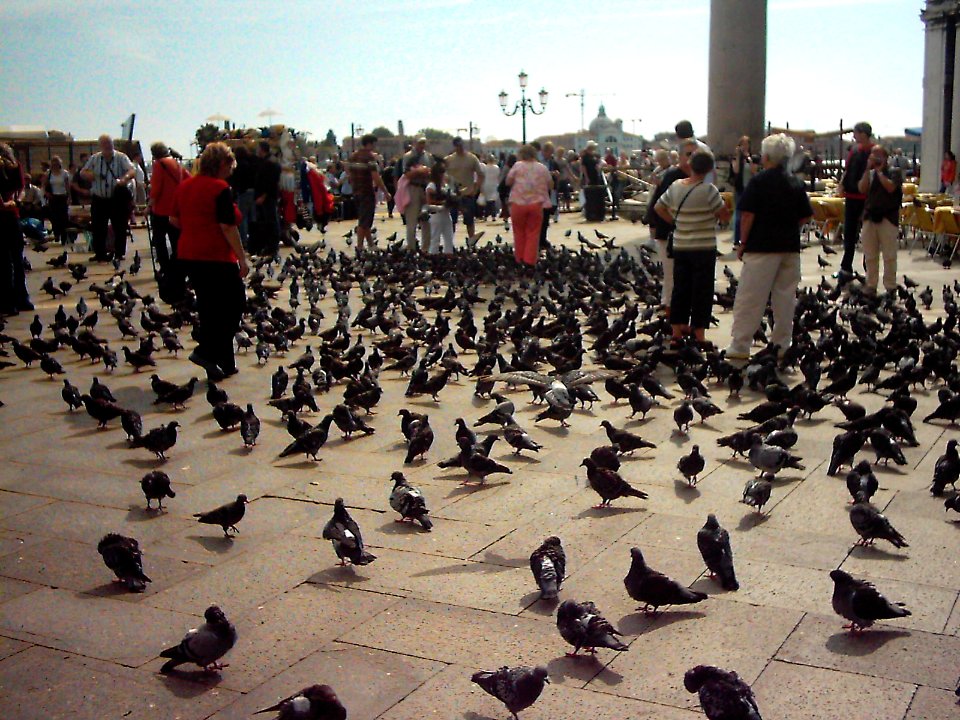 Venedig Markusplatz photo