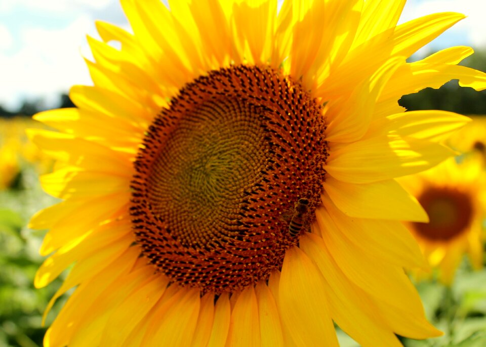 Bee beekeeping yellow