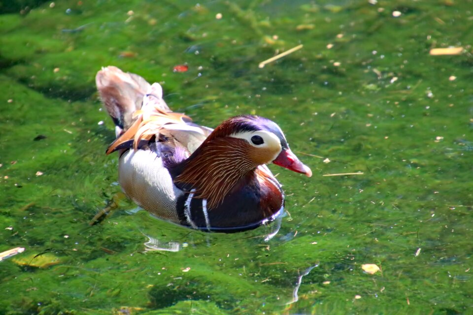 Wildlife nature animal