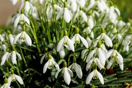 White early bloomer plant