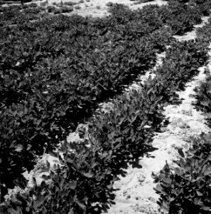 Veld met aardnoten bij de kibboets Revivim, Bestanddeelnr 255-4255