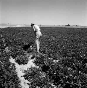 Veld met aardnoten bij de kibboets Revivim wordt geinspecteerd, Bestanddeelnr 255-4254