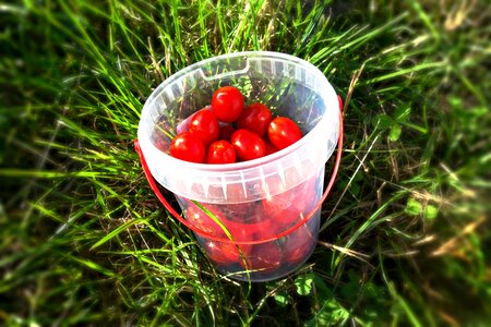 Tomatoes food nutrition