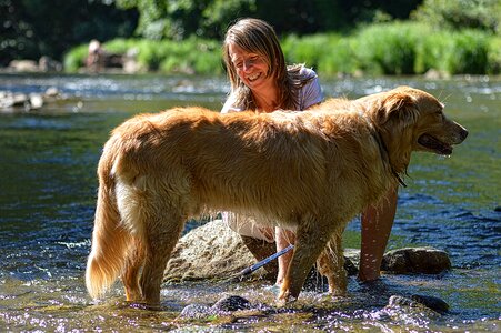 Domestic animal pet golden