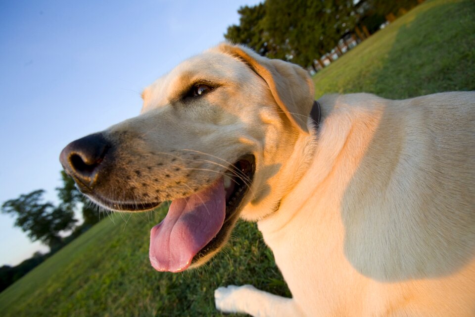 Yellow lab labrador retriever wide angle