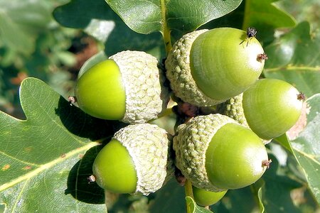 Nature forest tree fruit photo