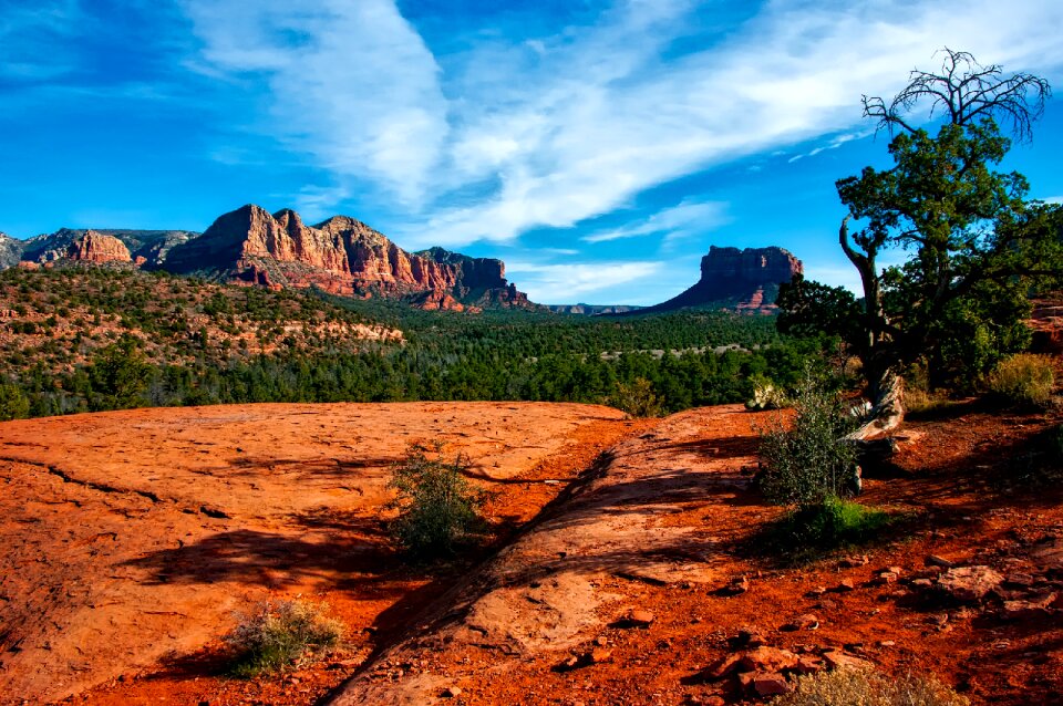 Scenic desert brush