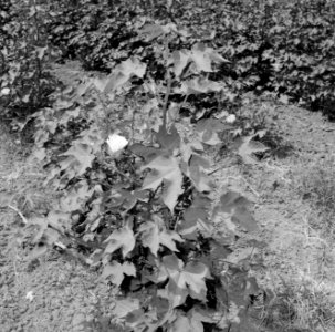 Veld met bloeiende katoenplanten, Bestanddeelnr 255-4270