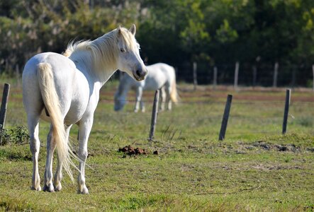 White horses animals blond mane