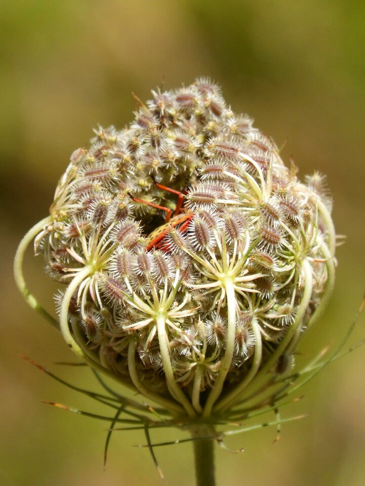 Wild carrot insect trapped
