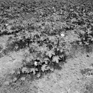 Veld met bloeiende katoenplanten, Bestanddeelnr 255-4271