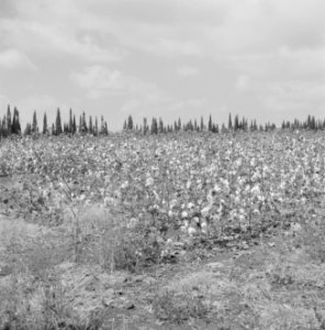 Veld rijpende katoenplanten, Bestanddeelnr 255-4272
