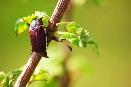 Spring brown insect