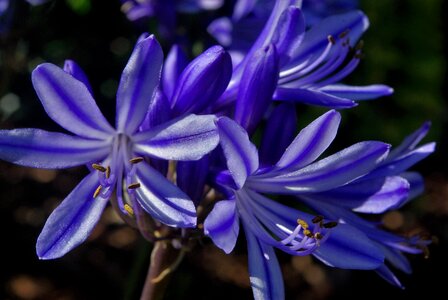 Blue purple garden plant photo