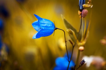Blue pointed flower nature photo