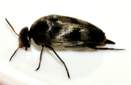 Variimorda-villosa-06-fws