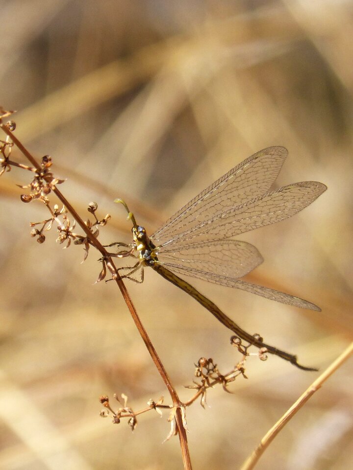 Beauty detail transparent wings