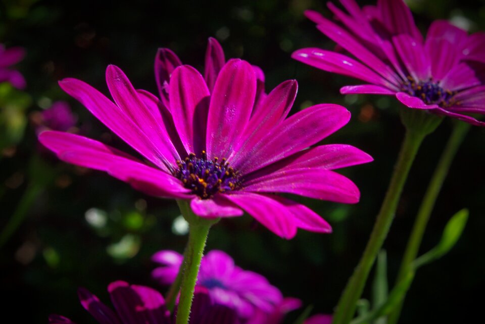 Seeds blossom bloom