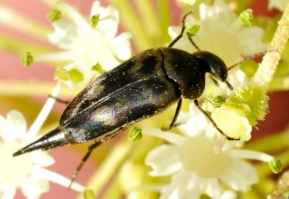 Variimorda-villosa-03-fws