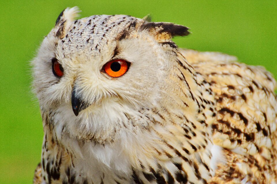 Feather eagle owl animals