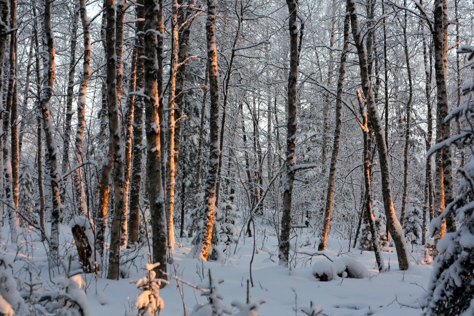 Varjakansaari Oulunsalo 20110106 02