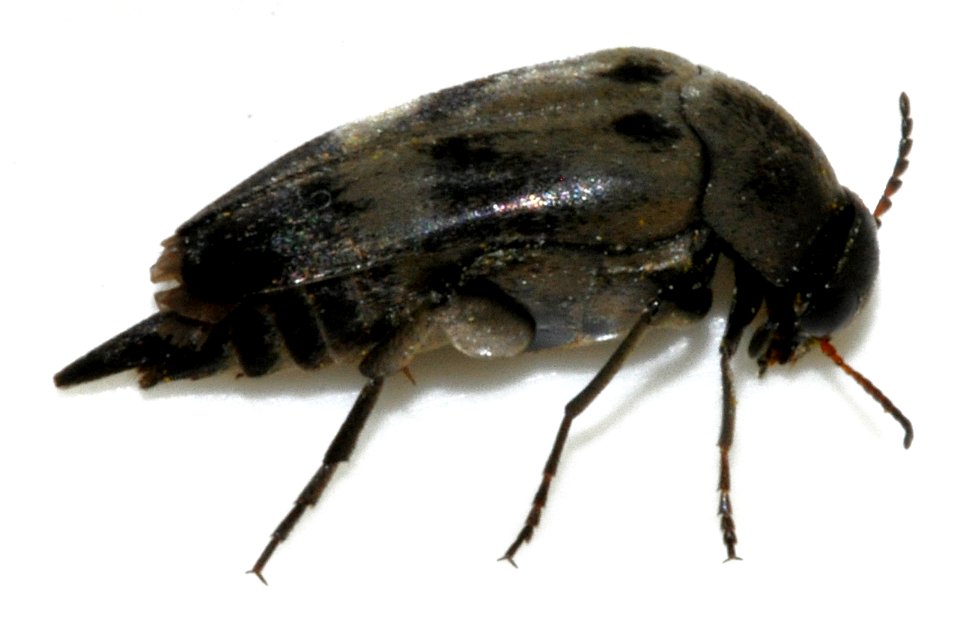 Variimorda-villosa-07-fws