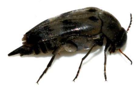 Variimorda-villosa-07-fws