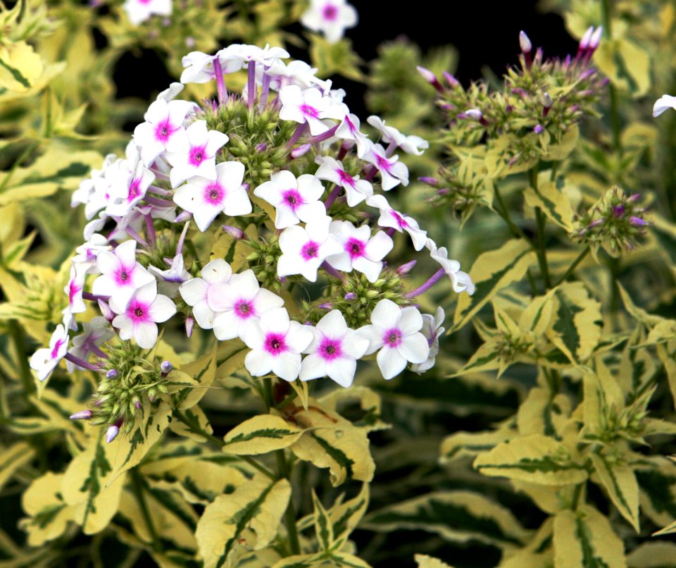 Variegated Phlox