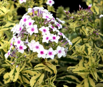 Variegated Phlox photo