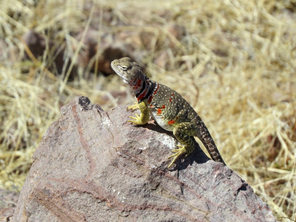 Wild new mexico nature