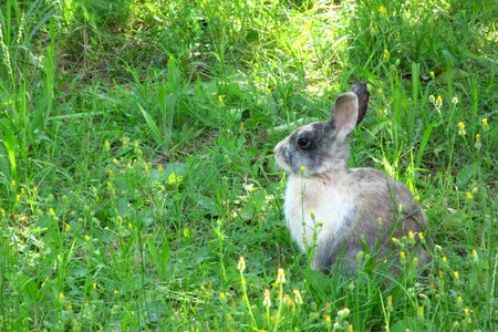 Bunny ears grass photo