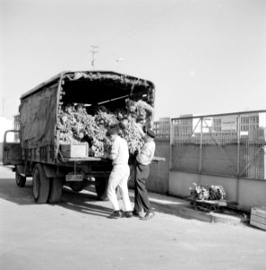Vanuit de achterkant van een truck zijn arbeiders bezig met het in- en uitladen , Bestanddeelnr 255-1914 photo