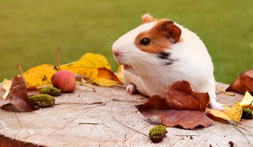 Autumn animal guinea photo