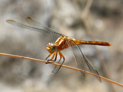 Detail stem winged insect photo