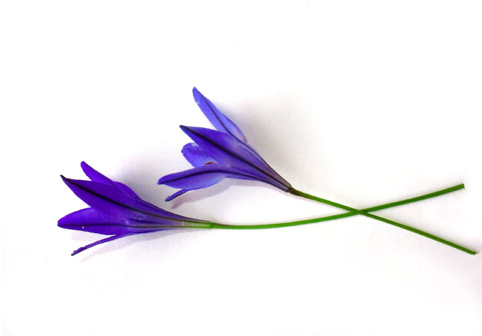 Shoots blue white background