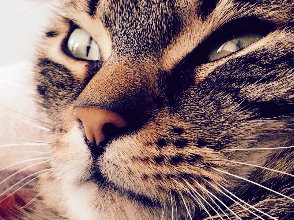 Beauty animal close up