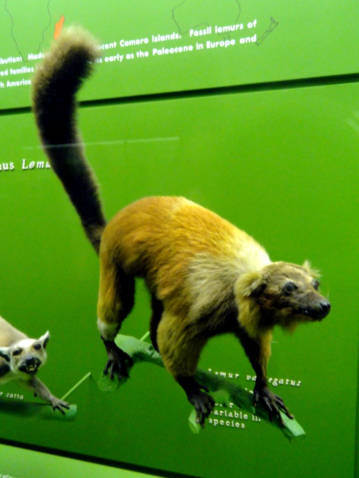 Varecia variegata (Lemur variegatus) - AMNH - DSC06359
