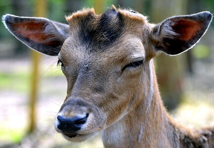 Wild animal curious