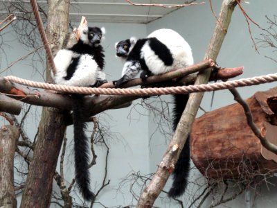 Varecia variegata - Copenhagen Zoo - DSC09140