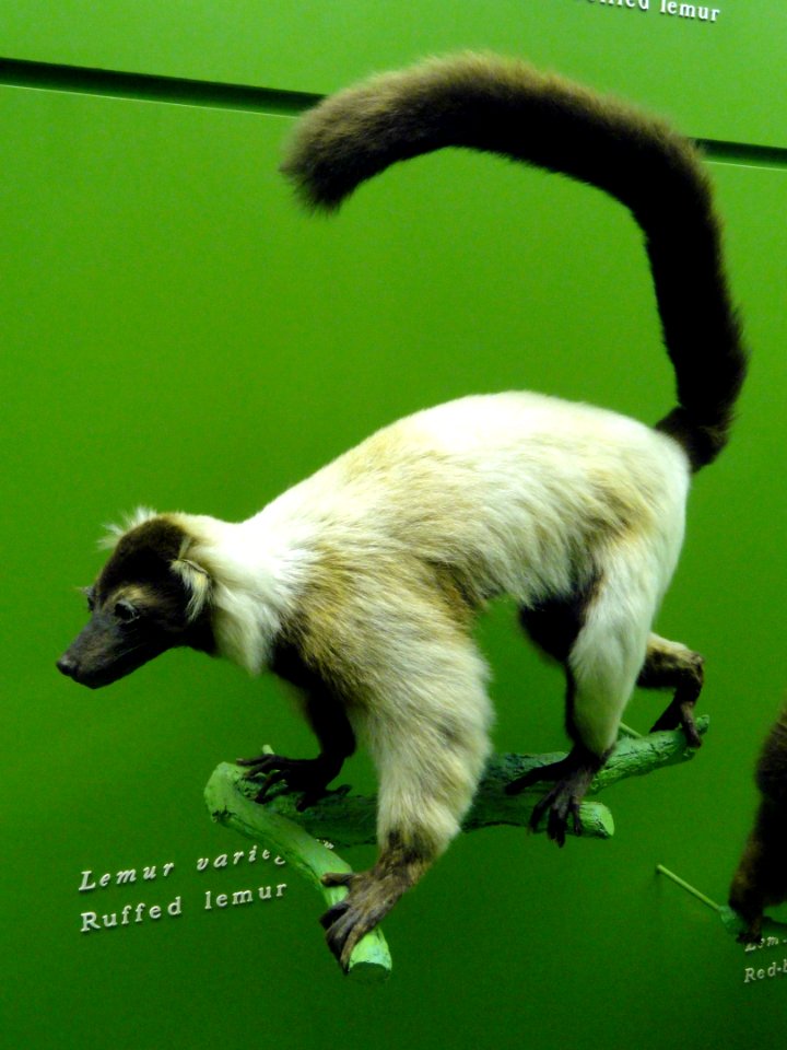 Varecia variegata (Lemur variegatus) - AMNH - DSC06348